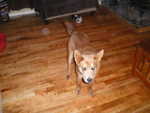 Figured Cherry floor. Dog does not come with the flooring, but that is negotiable. Flooring sized is 3.5" wide.