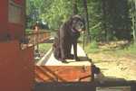 My log dog in action. He is sitting on a large cherry tree that blew down. Had some great lumber in it but unfortunately, the carpenter ants also liked this log. It was full of ant nests.